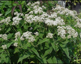 100 Pcs  Boneset Wildflower Seeds-Eupatorium Perfoliatum-FL267-Highly Medicinal