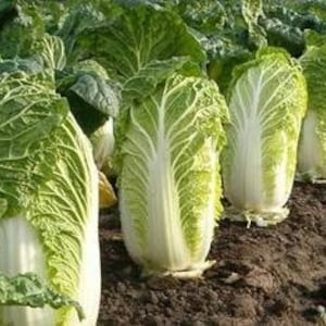50 Pcs Seeds-China Express Cabbage Seeds- Brassica Campestris -V100