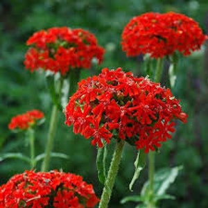 100 Lychnis Chalcedonica Flower Seeds-Maltese Cross Lychnis-Jerusalem Cross-Excellent Perennial-Attracts Butterflies and Hummingbird FL447 image 1