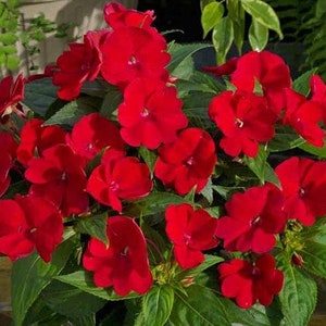 50 Pcs Impatiens Busy Lizzie Red Flower Seeds/Impatiens Walleriana/Jewelweed/Touch-me-not Flower/Bright and Cheerful Annual /FL212