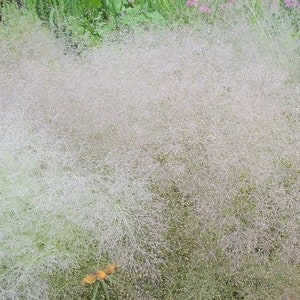 200 Cloud Grass Seeds/Agrostis Nebulosa/Bentgrass/Drought tolerant/Great for fresh or dried flowers and cut flowers/ Gorgeous Annual/P044 image 3