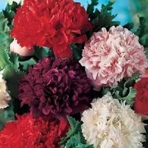May include: A bouquet of colorful poppy flowers in shades of red, pink, white, and purple. The flowers are fully bloomed and have a ruffled appearance.
