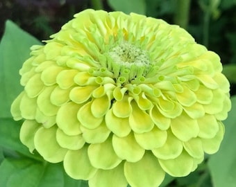 30 Zinnia Elegans Lime Flower Seeds/ Dahlia Lime Queen/Commom Zinnia/Elegant Green Zinnia/Envy Lime Queen/Long Bloom Season/ FL503