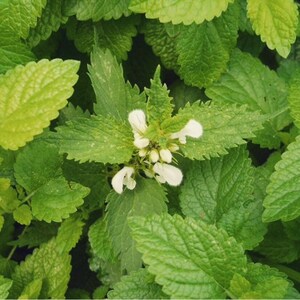 May include: A close-up of white flowers blooming on a green leafy plant. The plant has a variety of green leaves with jagged edges.
