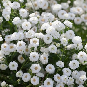 100 Pcs Pearl Yarrow Flower Seeds The Pearl Superior Flower-Perry's White-ACHILLEA PTARMICA / FL135 image 1