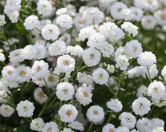 100 Pcs   Pearl Yarrow Flower Seeds- The Pearl Superior Flower-Perry's White-ACHILLEA PTARMICA / (FL135)