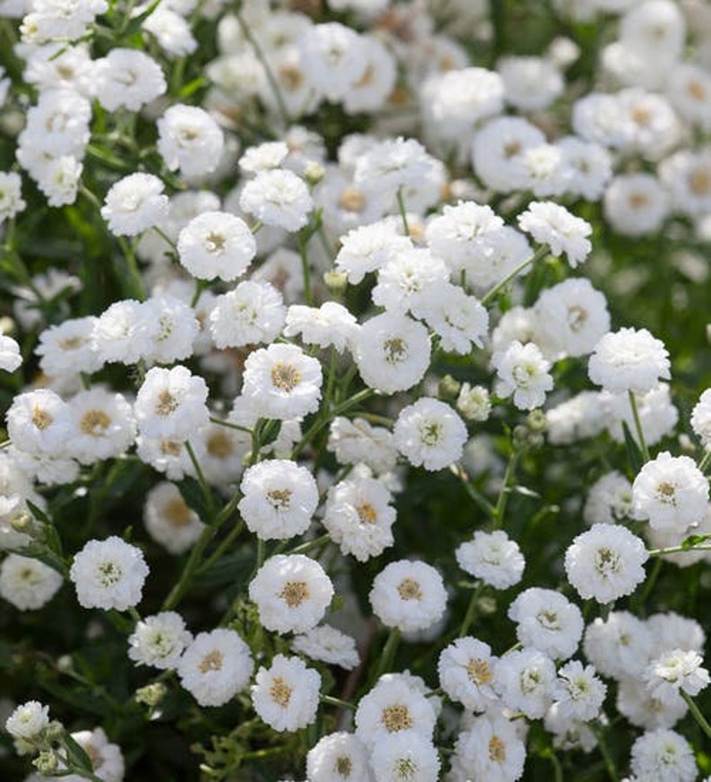 100 Pcs Pearl Yarrow Flower Seeds The Pearl Superior Flower-Perry's White-ACHILLEA PTARMICA / FL135 image 1