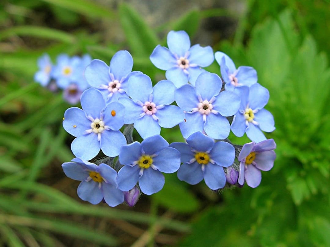 100 Pcs Blue Alpine Forget Me Not Flower Seeds - Heavenly Hybrid