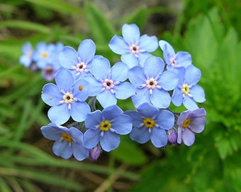 200+ 忘れな草の種子 - Myosotis Sylvatica 種子 - ブルー忘れな草