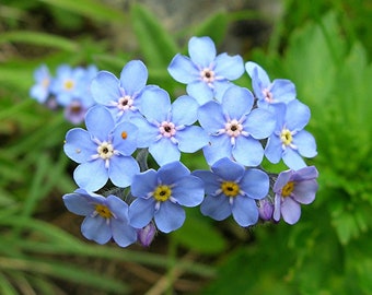 100 Stück Blue Alpine Vergissmeinnicht Blumensamen - Himmlische Hybride-MYOSOTIS ALPESTRIS / Pure Beauty / FL492