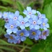 see more listings in the Perennial Flowers/Plants section