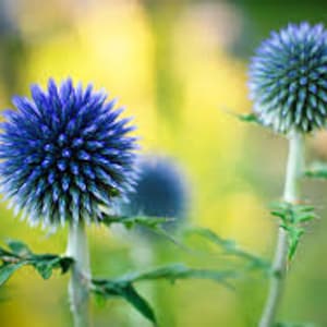 25 Blue Globe Thistle Flower Seeds Echinops Ritro/ Blue Glow/Drought Tolerant Perennial/Veitch's Blue Globe/Echinops bannaticus /FL476 image 4