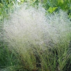 200 Cloud Grass Seeds/Agrostis Nebulosa/Bentgrass/Drought tolerant/Great for fresh or dried flowers and cut flowers/ Gorgeous Annual/P044 image 1