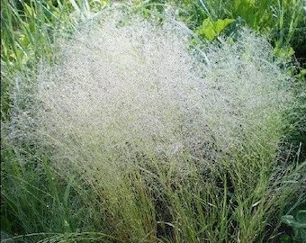 200 Cloud Grass Seeds/Agrostis Nebulosa/Bentgrass/Drought tolerant/Great for fresh or dried flowers and cut flowers/ Gorgeous Annual/P044