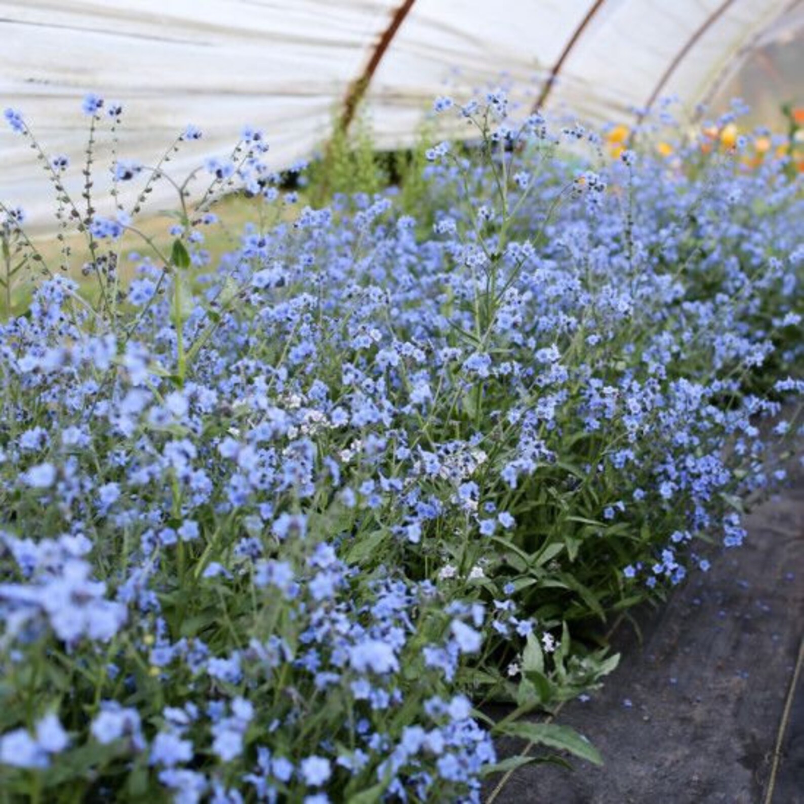 50 Pcs Chinese Me Not Flower Seeds CYNOGLOSSUM BLUE Etsy