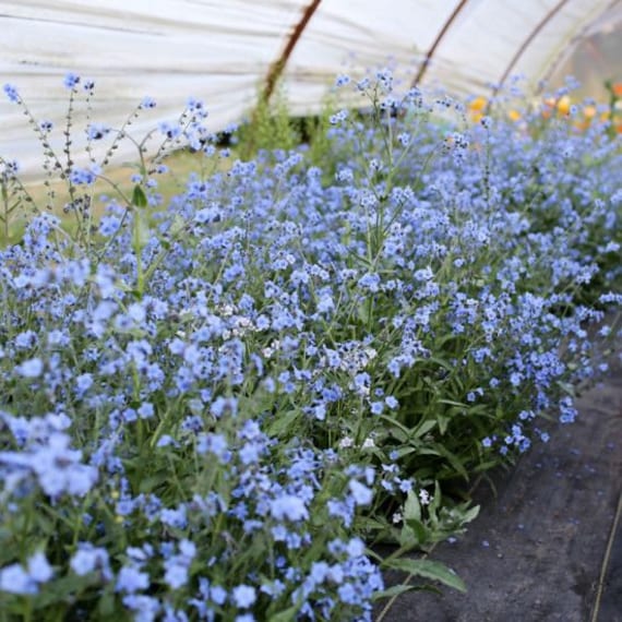 50 Pcs Chinese Forget Me Not Flower Seeds Cynoglossum Blue Etsy 50 Pcs Chinese Forget Me Not Flower Seeds Cynoglossum Blue Etsy