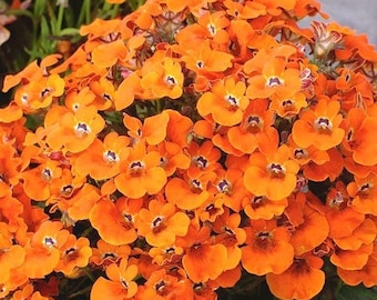100 Pcs Nemesia Orange Flower Seeds-Nemesia Strumosa Orange Prince- Perfect in containers and baskets- Excellent Annual-FL653