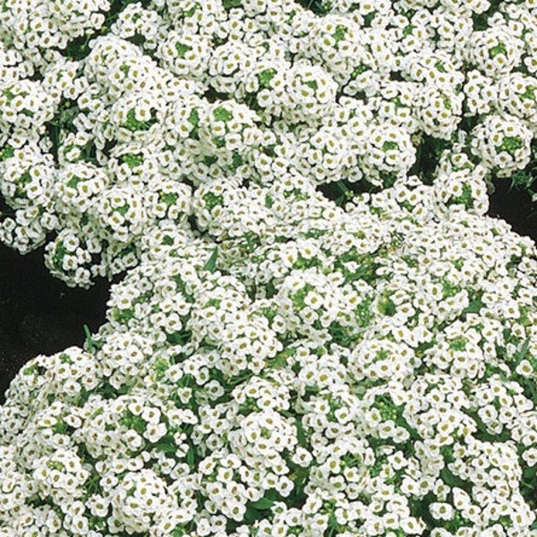 200 stuks Alyssum-tapijt van sneeuwbloemzaden-zoet wit-Lobularia Maritima/ (FL311)