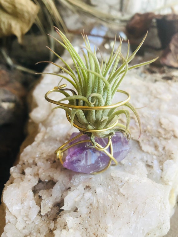 Amethyst Airplant Holder + Airplant (Gold Wire) Amethyst Airplant Holder + Airplant (Gold Wire)