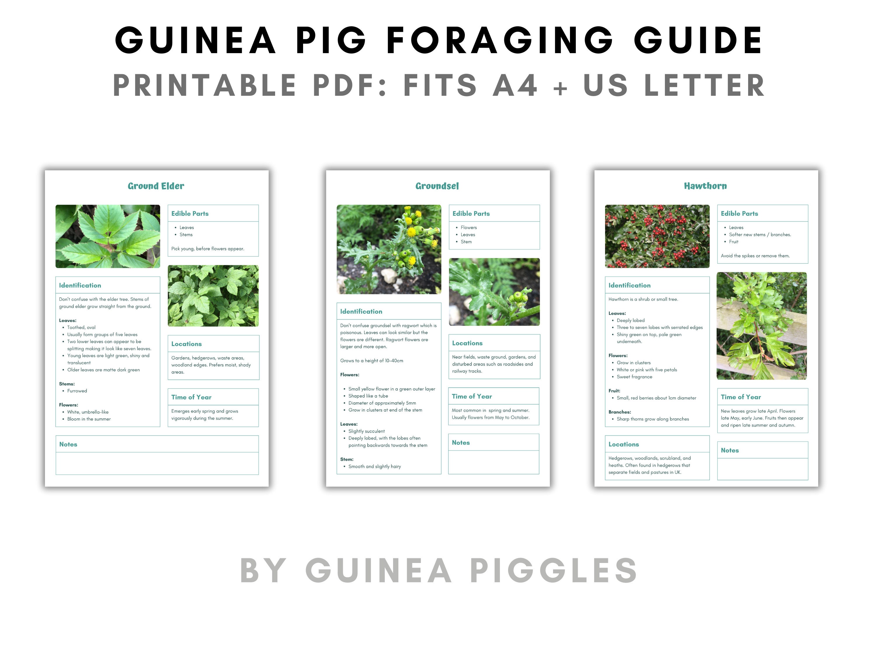 View of Guinea Pig Safe Wild Food & Weeds Foraging Guide | Plant Identification ...