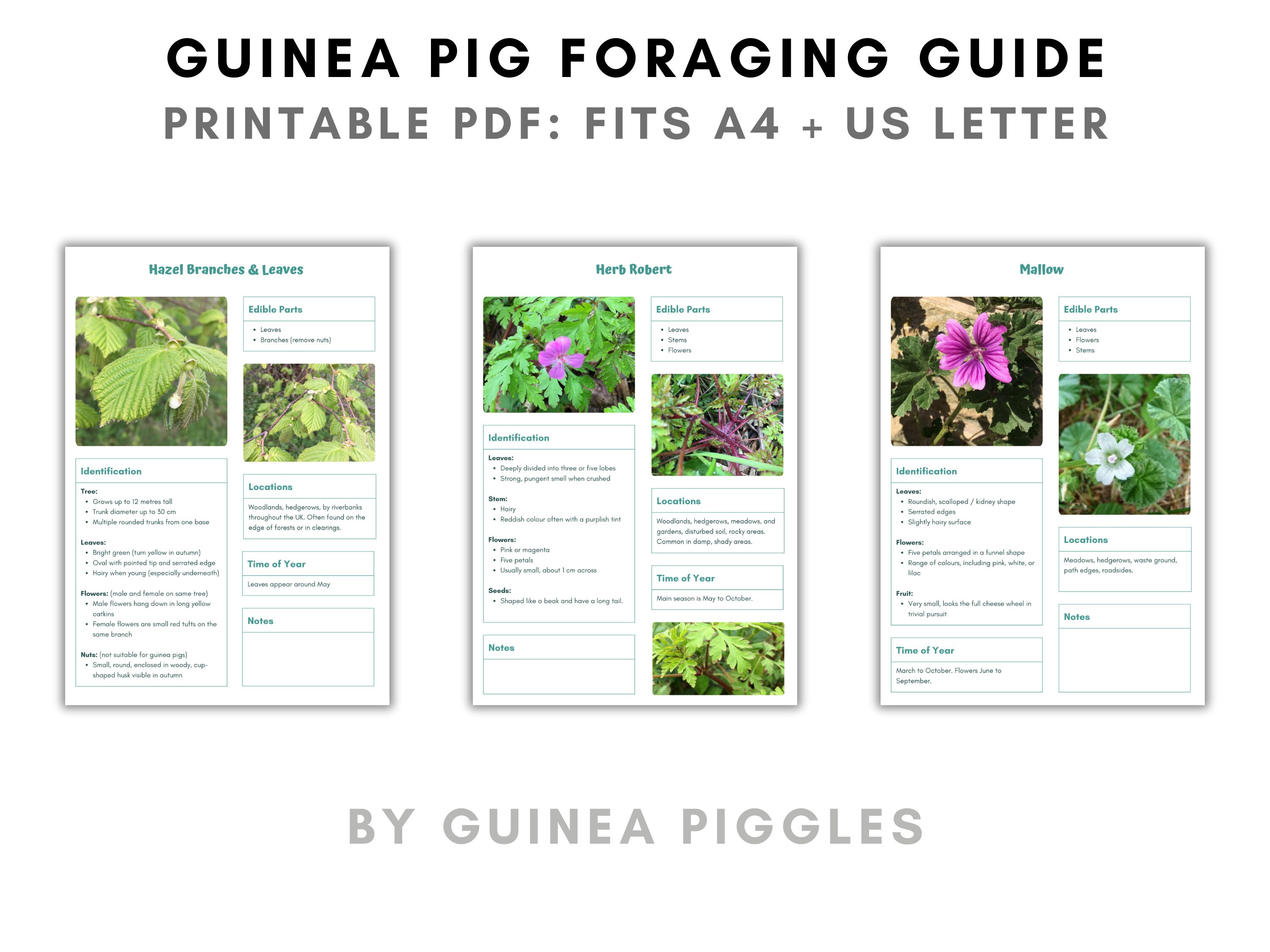 Picture of Guinea Pig Safe Wild Food & Weeds Foraging Guide | Plant Identification ...