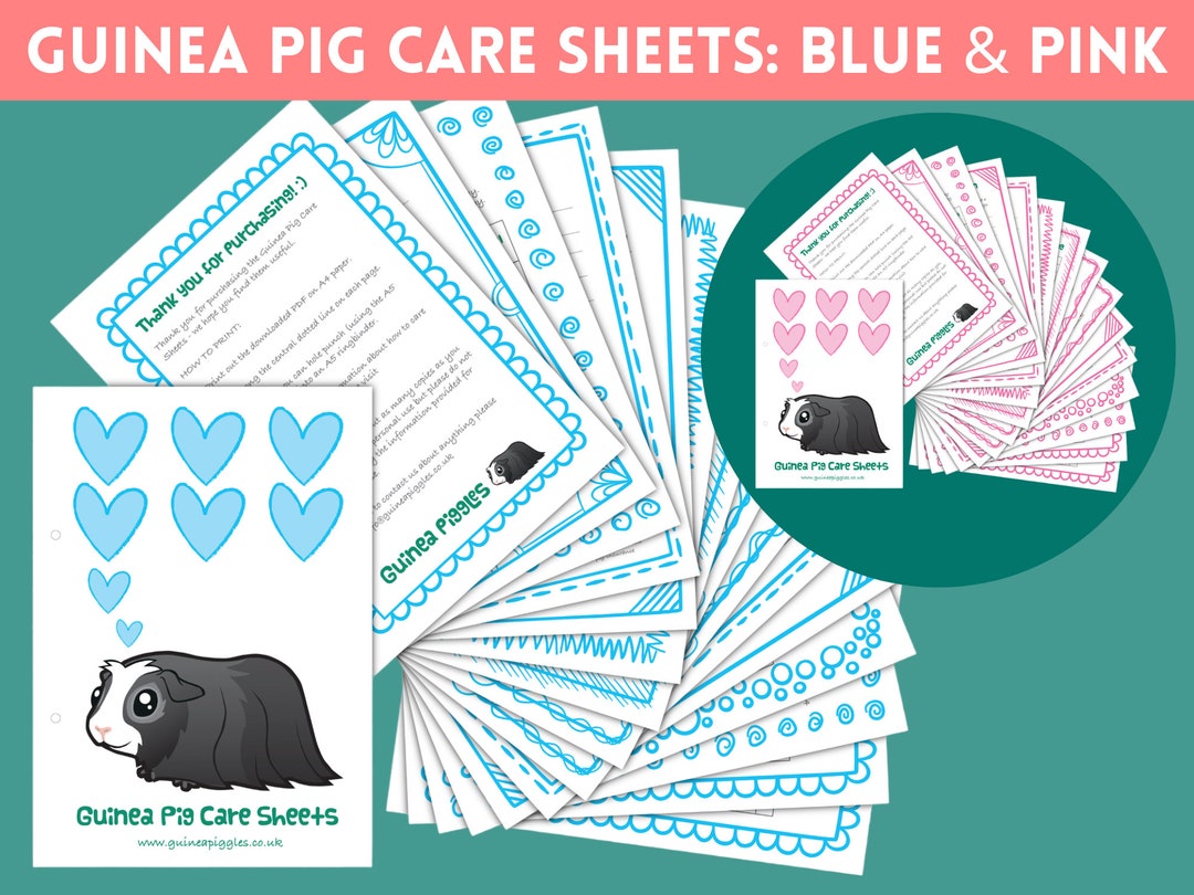 Guinea Pig CARE SHEETS BUNDLE in Pink and Blue Printable Checklists ...