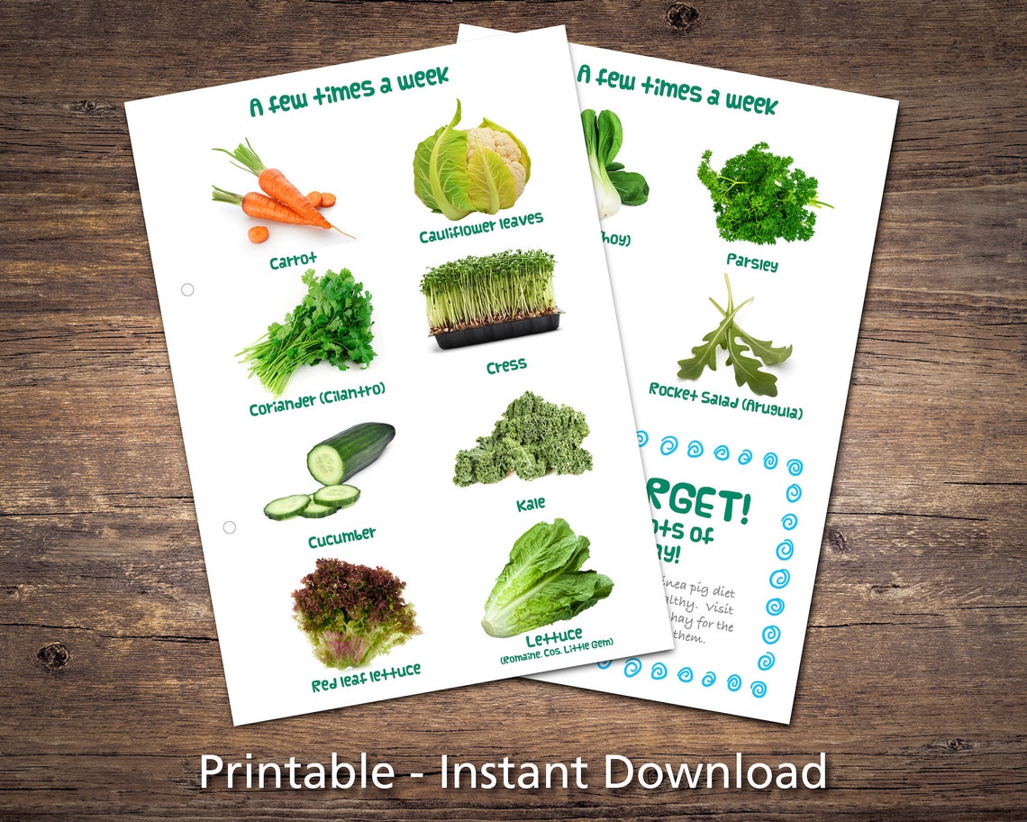 Blue GUINEA PIG Care Sheets &amp; Safe Fruit and Veg Sheets BUNDLE ...