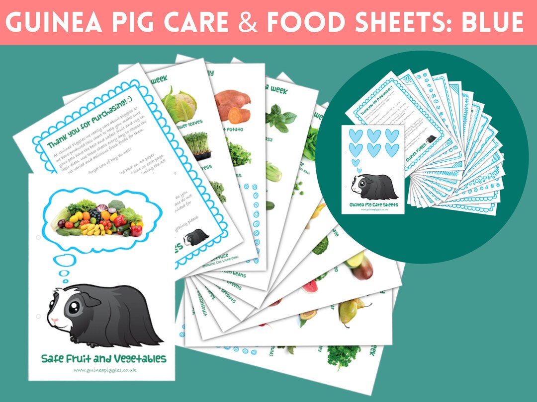 Blue GUINEA PIG Care Sheets &amp; Safe Fruit and Veg Sheets BUNDLE ...