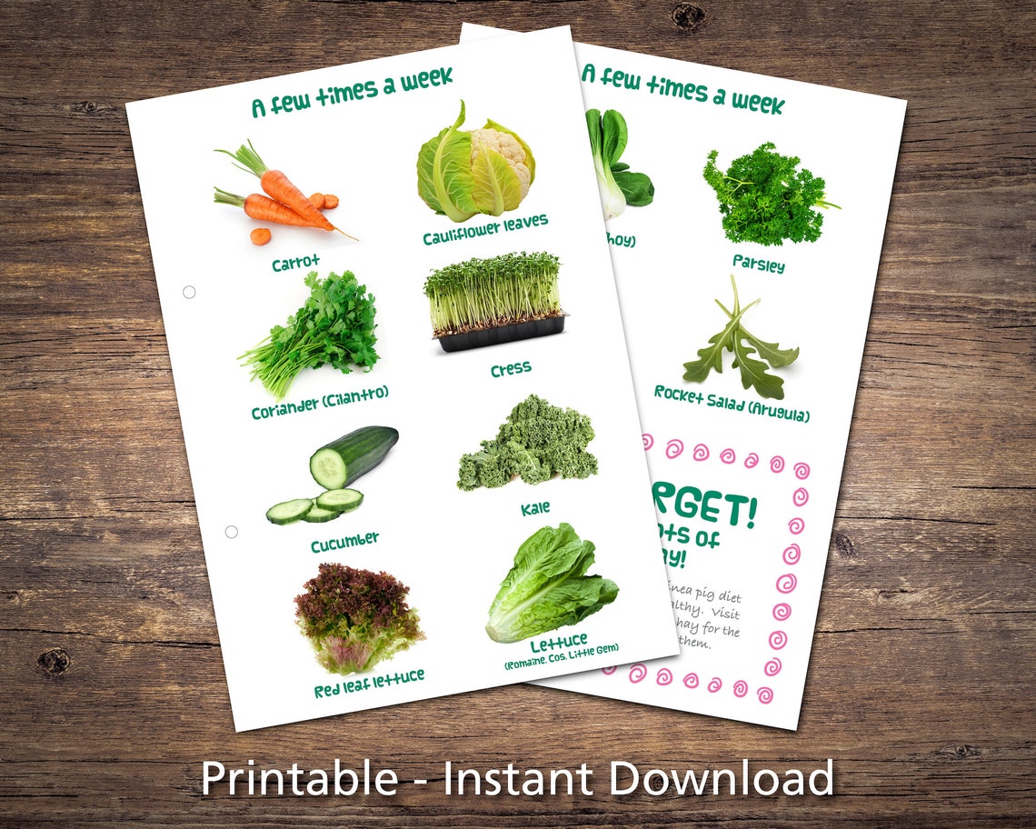 Guinea Pig Food List Printable PDF Safe Fruits Vegetables Etsy