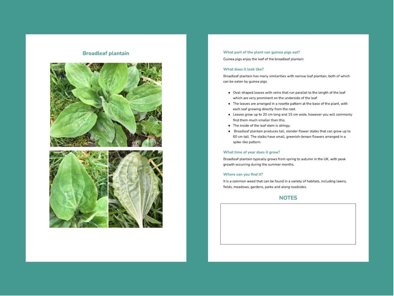 Guinea Pig Foraging Guide Wild Foods Weeds Plants Guinea Etsy