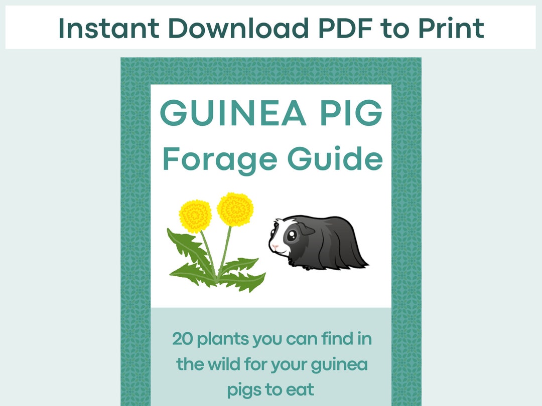 Guinea Pig Foraging Guide Wild Foods Weeds Plants Guinea Etsy