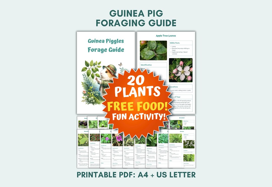 Guinea Pig Safe Wild Food & Weeds Foraging Guide | Plant Identification ...