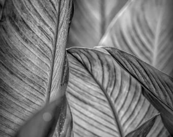 Black and White Banana Leaf Print, Tropical Nature Photography, Nature Photography