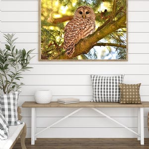 May include: A barred owl perched on a branch in a tree with green leaves. The owl has brown and white feathers and yellow eyes. The background is a blurry image of green leaves and sunlight.