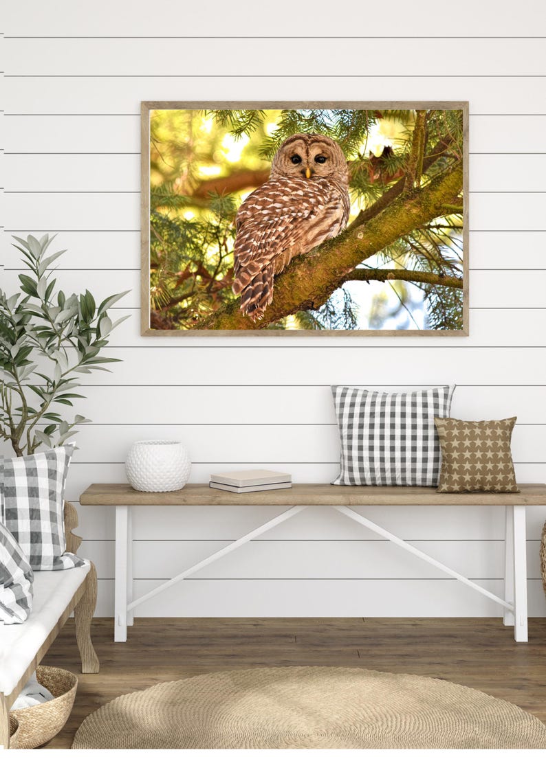 May include: A barred owl perched on a branch in a tree with green leaves. The owl has brown and white feathers and yellow eyes. The background is a blurry image of green leaves and sunlight.