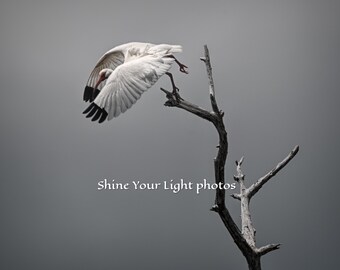 White Ibis Photography Print: Florida Bird Art, Shore Bird