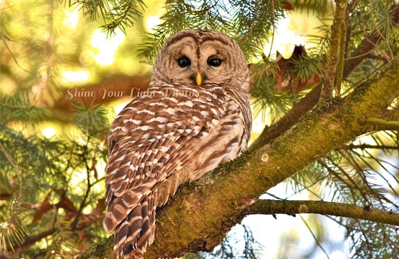 Nature Photography, Nature Print, Barred Owl Photo: Wildlife Fine Art Print