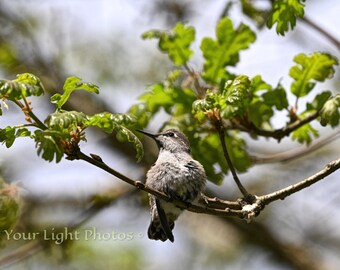 Fledgling Hummingbird Photo, Pacific Northwest Nature Print, Bird Photography, Wildlife Art
