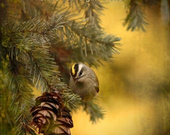 Nature Photography, Nature Print, Golden-Crowned Kinglet Bird Art: Bird Photography,  Wall Art, Kinglet Print
