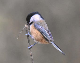 Chickadee Bird Photography Print, Black-Capped Nature Wall Decor, Nature Wildlife Photo
