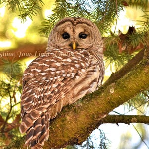 May include: A barred owl with brown and white feathers perches on a branch of a coniferous tree. The owl's eyes are large and dark, and its beak is yellow. The background is a blur of green and yellow.