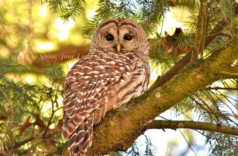 May include: A barred owl with brown and white feathers perches on a branch of a coniferous tree. The owl's eyes are large and dark, and its beak is yellow. The background is a blur of green and yellow.