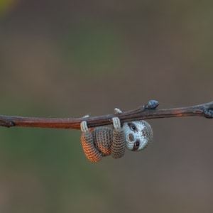 May include: A small, crocheted sloth toy hangs upside down from a thin branch. The sloth is brown and grey with a white face and black eyes.