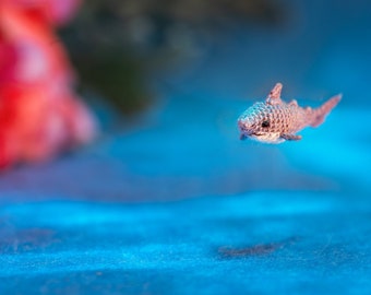 Micro miniature tiny crochet shark: cute stuffed animal, crochet art, nautical home decor