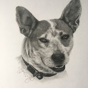 11x14 in. Custom Graphite Pet Portrait - Commission, Pencil Pet Drawing, Pet Portrait