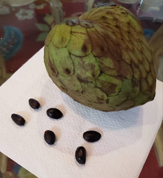 cherimoya seeds cherimoya seeds