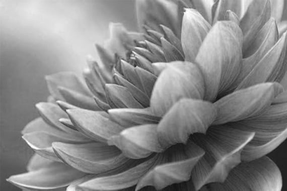 絵画　Dahlia Japanese Print 