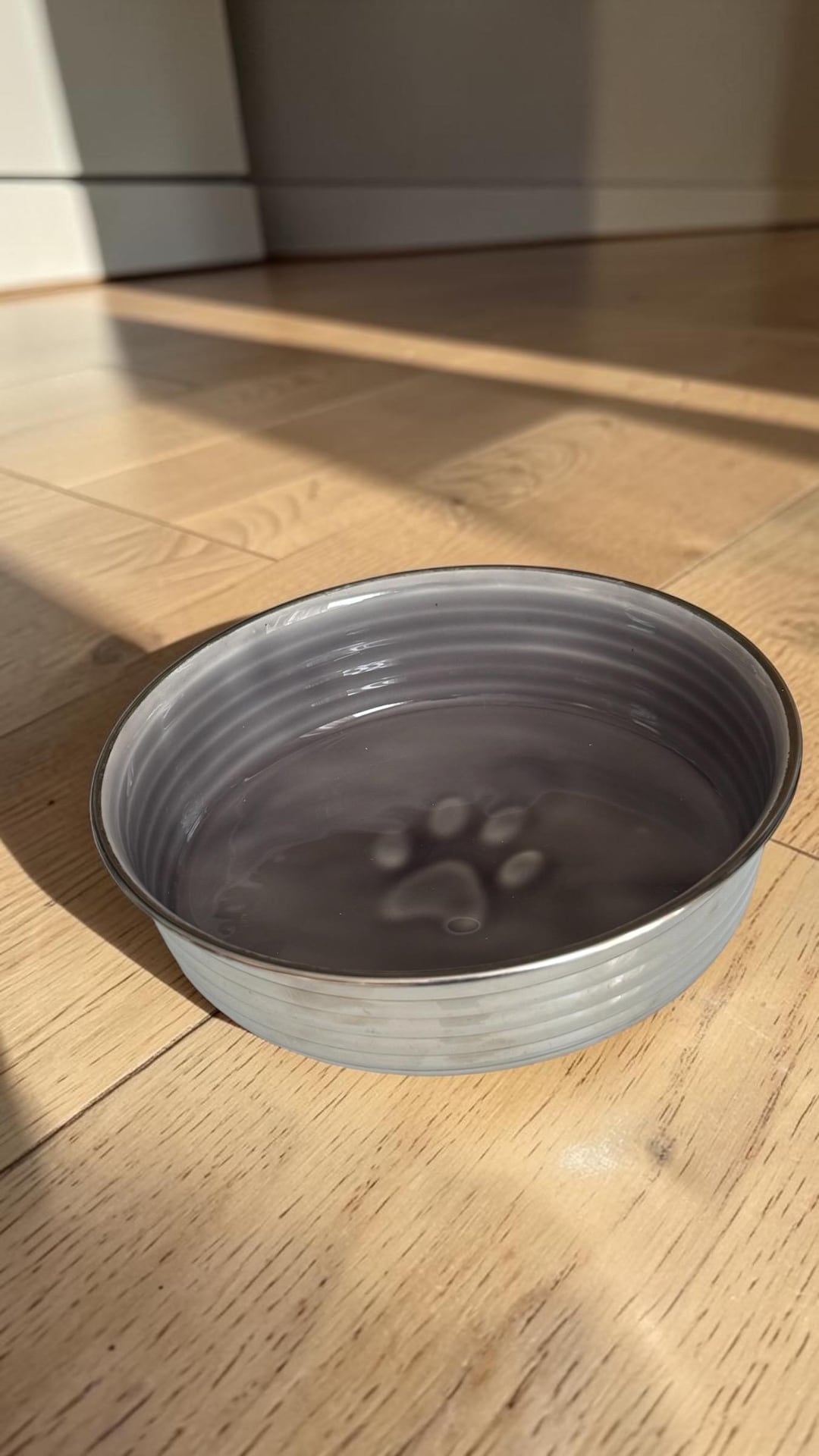 Gray Dog Bowl <3
