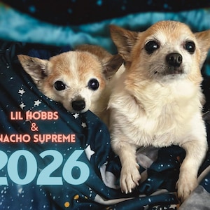 May include: Two small tan and white Chihuahuas are seen in a blue blanket with a starry pattern. The image includes the text "LIL HOBBS & NACHO SUPREME 2026". The dogs have large, dark eyes and alert expressions.