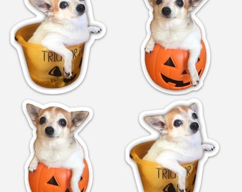 PUMPKIN HOBBS Magnet & Sticker 2 Pack - Halloween Edition